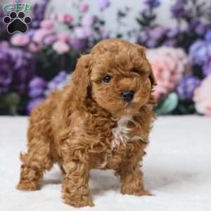 Teddy, Miniature Poodle Puppy